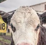 Download Dairy DIA Consultancy